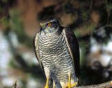 Jastrząb gołębiarz (Accipiter gentilis ) - Goshawk