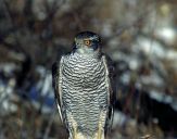 Jastrząb gołębiarz (Accipiter gentilis ) - Goshawk