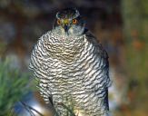 Jastrząb gołębiarz (Accipiter gentilis ) - Goshawk