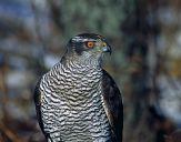 Jastrząb gołębiarz (Accipiter gentilis ) - Goshawk