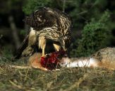 Jastrząb gołębiarz (Accipiter gentilis ) - Goshawk