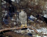 Jastrząb gołębiarz (Accipiter gentilis ) - Goshawk