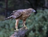 Jastrząb gołębiarz (Accipiter gentilis ) - Goshawk