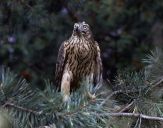 Jastrząb gołębiarz (Accipiter gentilis ) - Goshawk