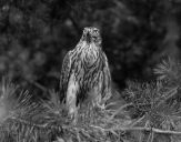 Jastrząb gołębiarz (Accipiter gentilis ) - Goshawk