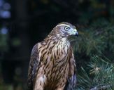 Jastrząb gołębiarz (Accipiter gentilis ) - Goshawk