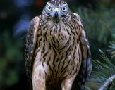 Jastrząb gołębiarz (Accipiter gentilis ) - Goshawk