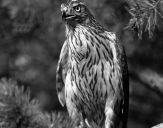 Jastrząb gołębiarz (Accipiter gentilis ) - Goshawk