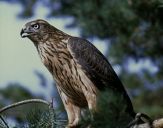 Jastrząb gołębiarz (Accipiter gentilis ) - Goshawk