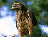 Jastrząb gołębiarz (Accipiter gentilis ) - Goshawk