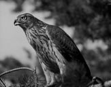 Jastrząb gołębiarz (Accipiter gentilis ) - Goshawk