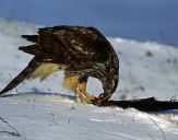 Jastrząb gołębiarz (Accipiter gentilis ) - Goshawk