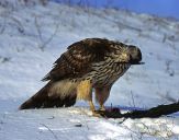 Jastrząb gołębiarz (Accipiter gentilis ) - Goshawk