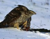 Jastrząb gołębiarz (Accipiter gentilis ) - Goshawk