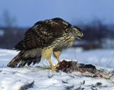 Jastrząb gołębiarz (Accipiter gentilis ) - Goshawk