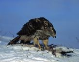 Jastrząb gołębiarz (Accipiter gentilis ) - Goshawk