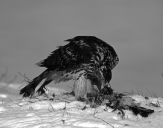 Jastrząb gołębiarz (Accipiter gentilis ) - Goshawk