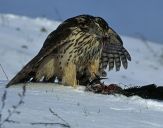 Jastrząb gołębiarz (Accipiter gentilis ) - Goshawk