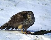 Jastrząb gołębiarz (Accipiter gentilis ) - Goshawk