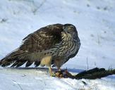 Jastrząb gołębiarz (Accipiter gentilis ) - Goshawk