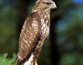 Myszołów ( Buteo buteo ) - Common buzard