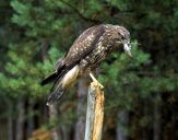 Myszołów ( Buteo buteo ) - Common buzard