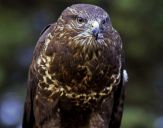 Myszołów ( Buteo buteo ) - Common buzard