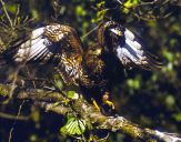 Myszołów ( Buteo buteo ) - Common buzard