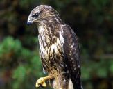 Myszołów ( Buteo buteo ) - Common buzard