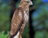 Myszołów ( Buteo buteo ) - Common buzard