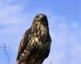 Myszołów ( Buteo buteo ) - Common buzard