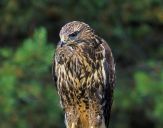 Myszołów ( Buteo buteo ) - Common buzard