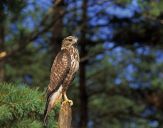 Myszołów ( Buteo buteo ) - Common buzard