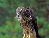 Myszołów ( Buteo buteo ) - Common buzard