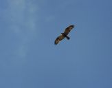 Myszołów włochaty ( Buteo lagopus ) - Rough Legged buzard