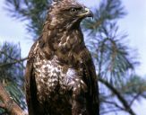 Myszołów ( Buteo buteo ) - Common buzard