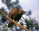 Myszołów ( Buteo buteo ) - Common buzard