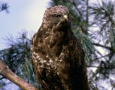 Myszołów ( Buteo buteo ) - Common buzard