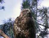 Myszołów ( Buteo buteo ) - Common buzard