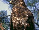 Myszołów ( Buteo buteo ) - Common buzard