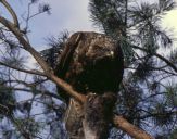 Myszołów ( Buteo buteo ) - Common buzard