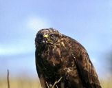 Myszołów ( Buteo buteo ) - Common buzard