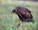 Myszołów ( Buteo buteo ) - Common buzard