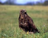 Myszołów ( Buteo buteo ) - Common buzard