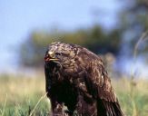 Myszołów ( Buteo buteo ) - Common buzard