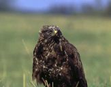 Myszołów ( Buteo buteo ) - Common buzard