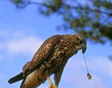 Myszołów ( Buteo buteo ) - Common buzard