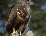 Myszołów ( Buteo buteo ) - Common buzard