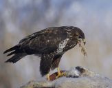 Myszołów ( Buteo buteo ) - Common buzard