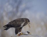 Myszołów ( Buteo buteo ) - Common buzard